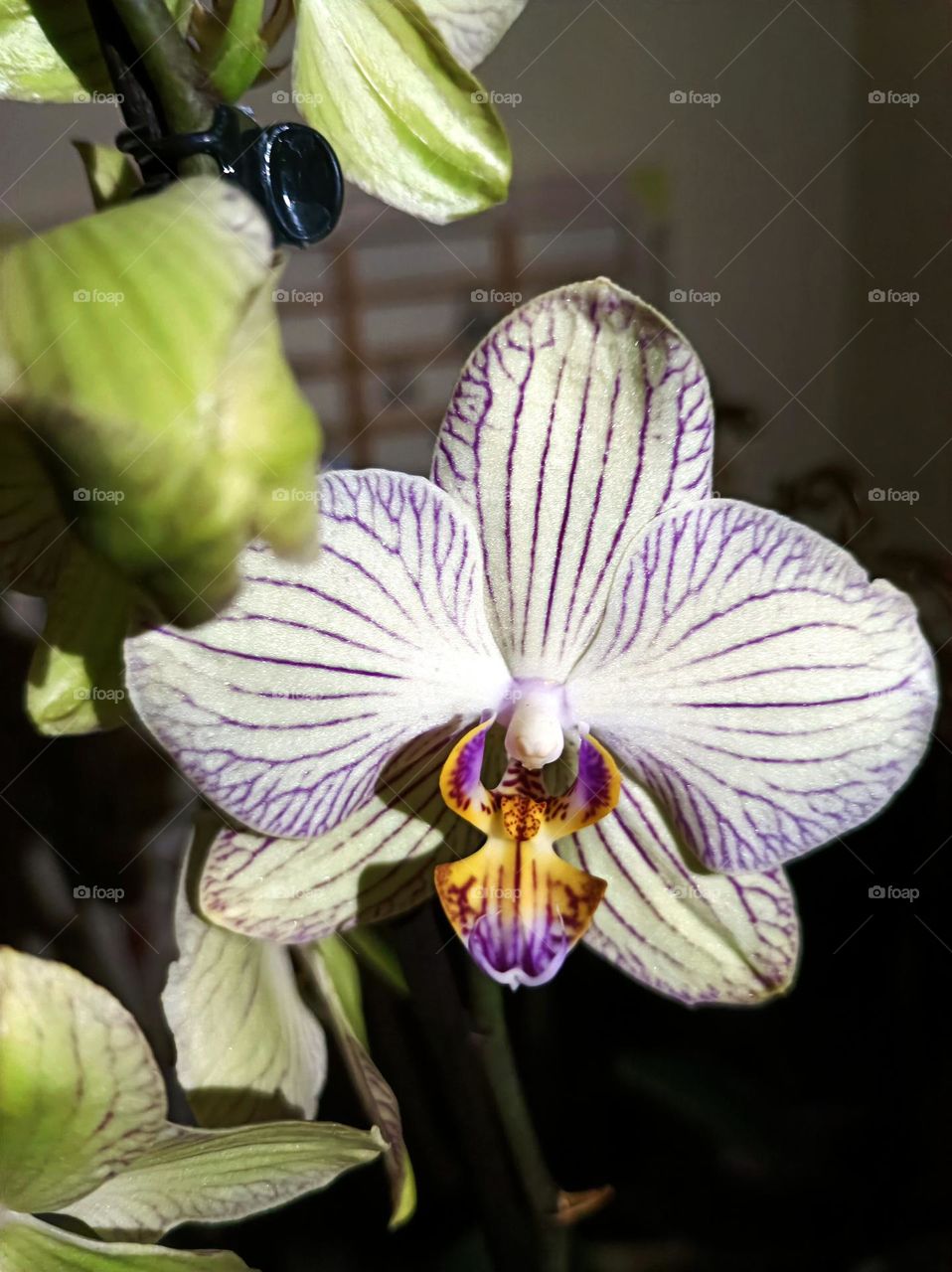 orchid