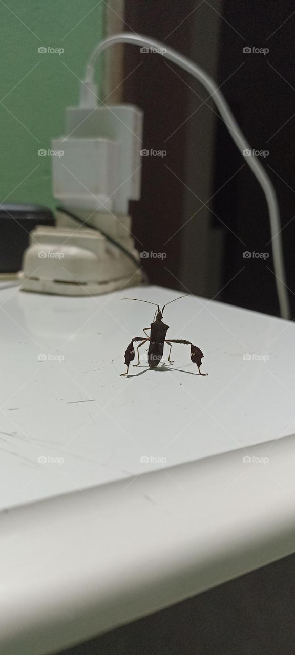 Nocturnal insect attracted to light