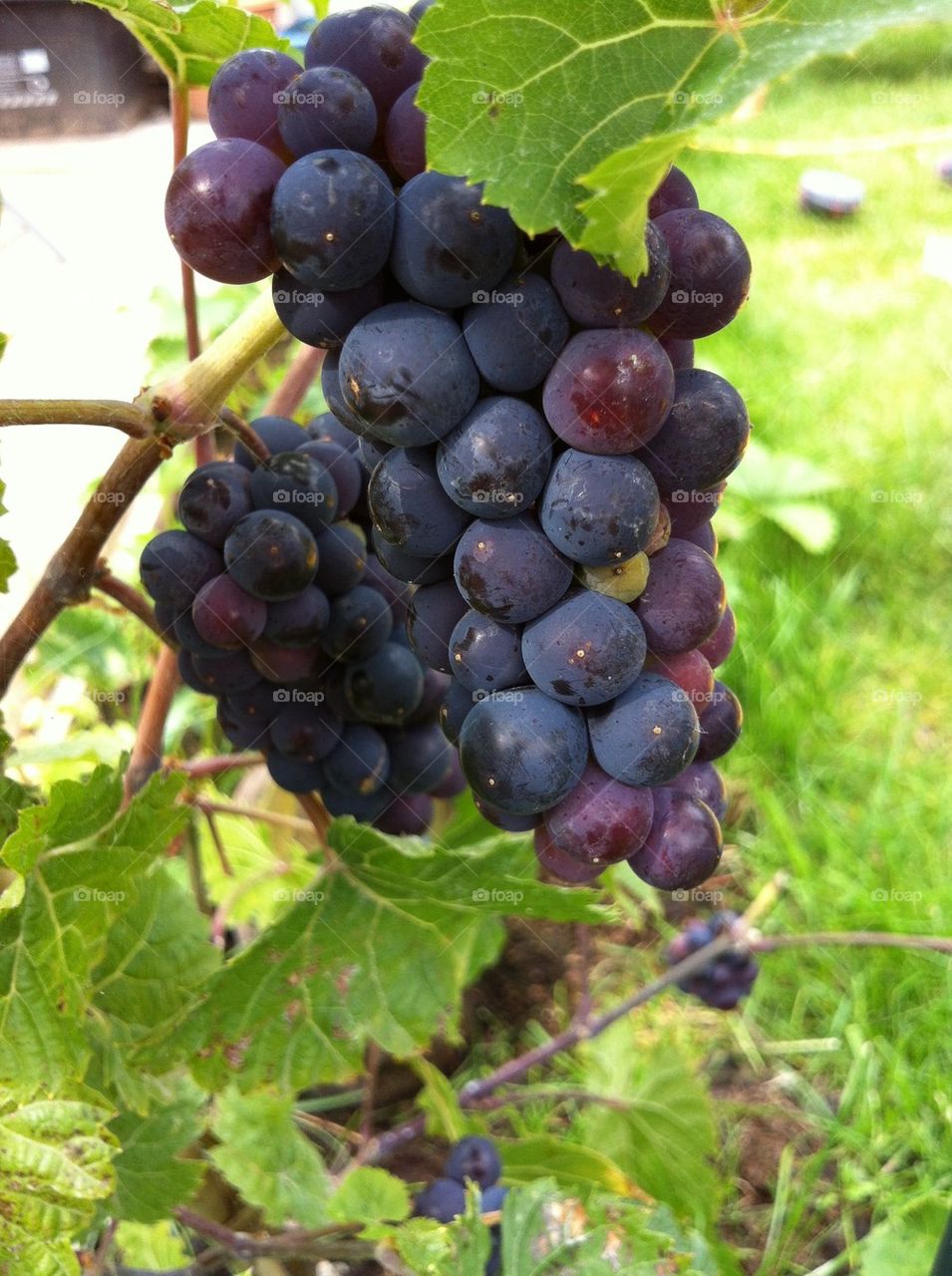 Ripened already in July