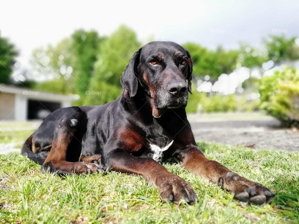 Spring walk with your dog