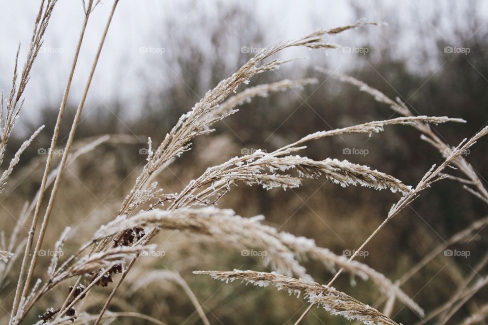 Frozen grass