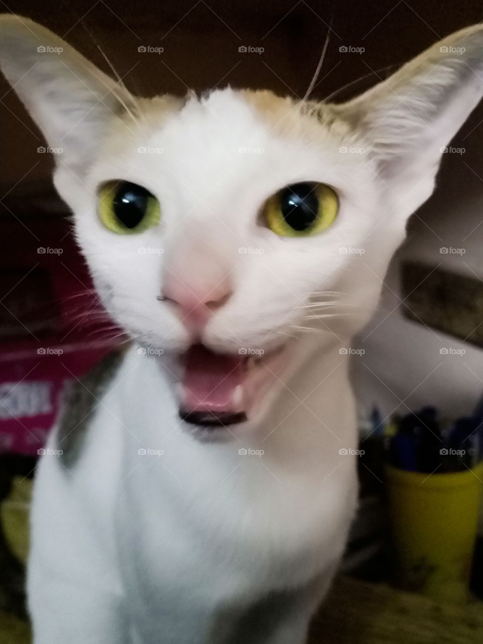 my angel cat talking to me