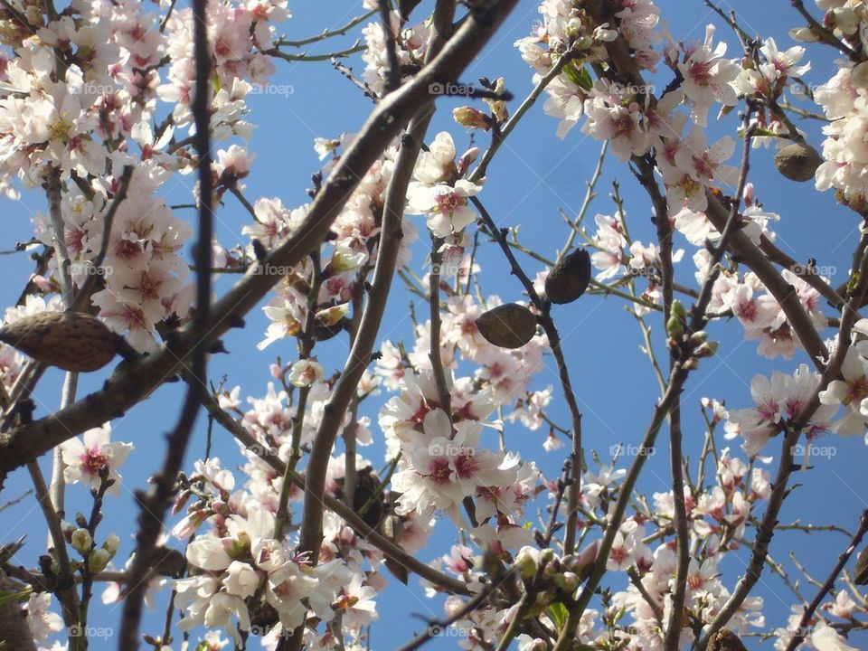 Blossoming of the almond trees