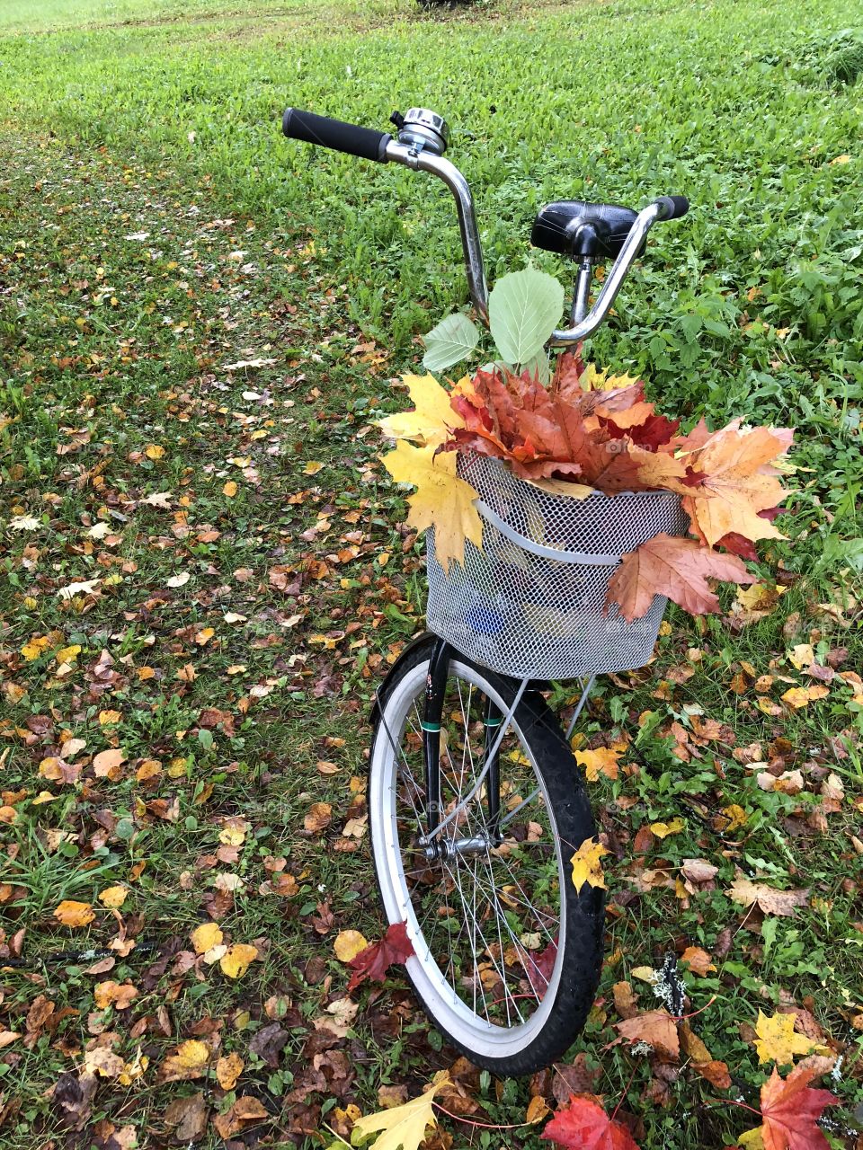 Cycling in the autumn day. 🍁🚲🍂