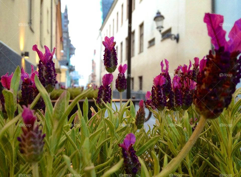 Lavendel i stan
