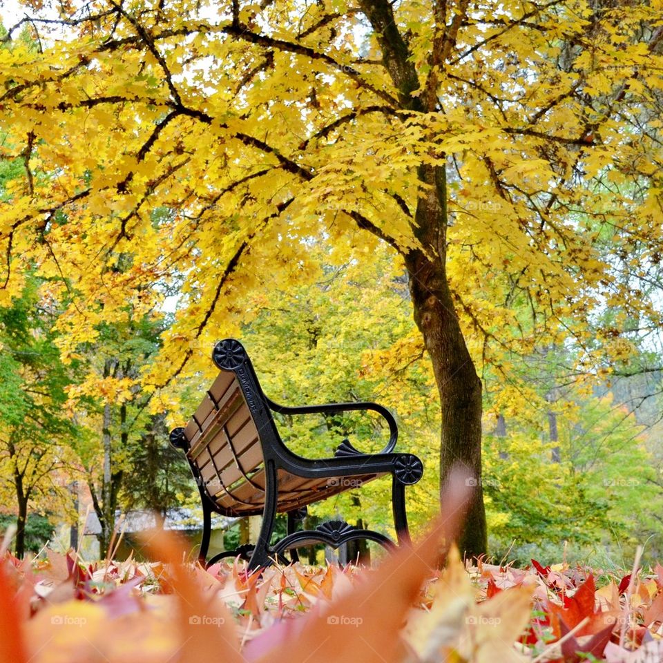 Park bench in autumn