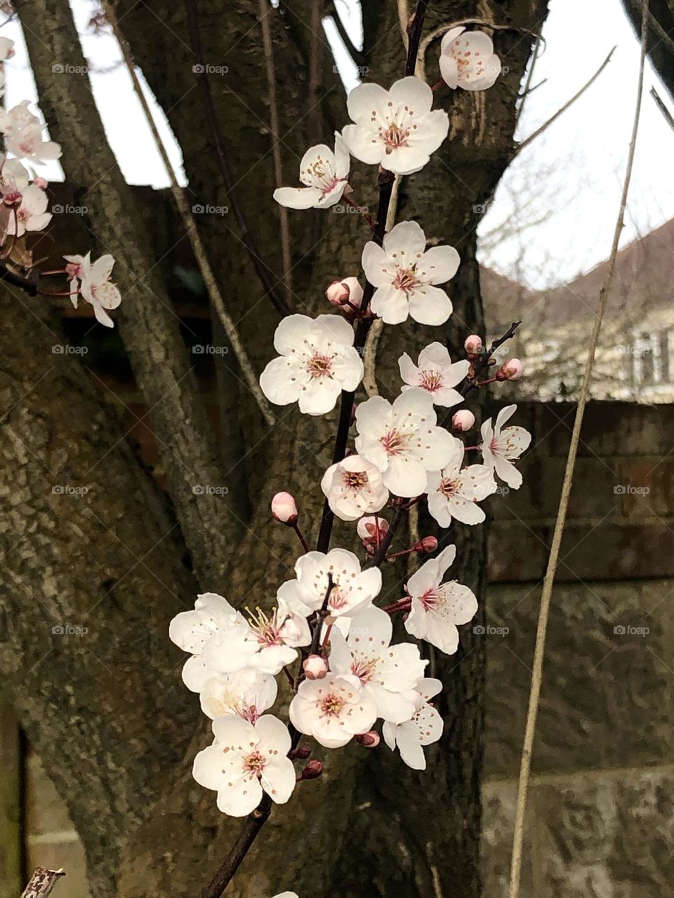 Cherry blossom tree, white and pale pink