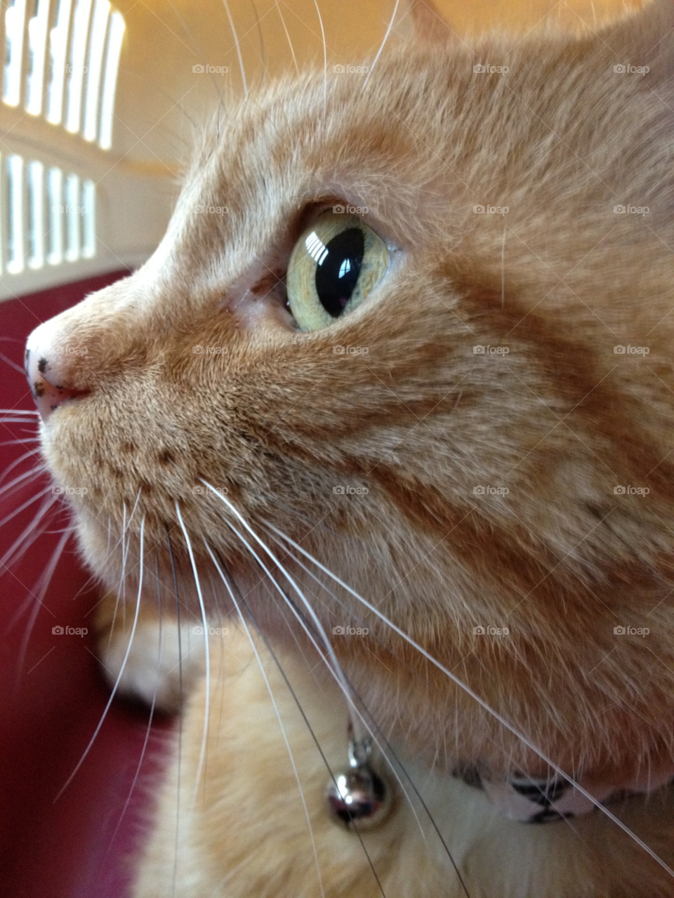 cat eye stare whiskers by all_things_art