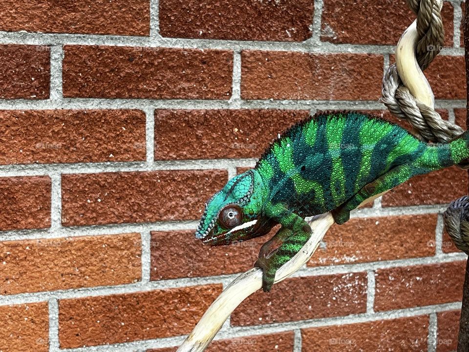 Chameleon  