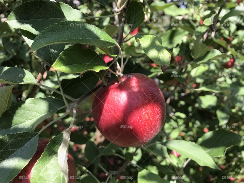Big red Apple on an apple tree. Sunny day 