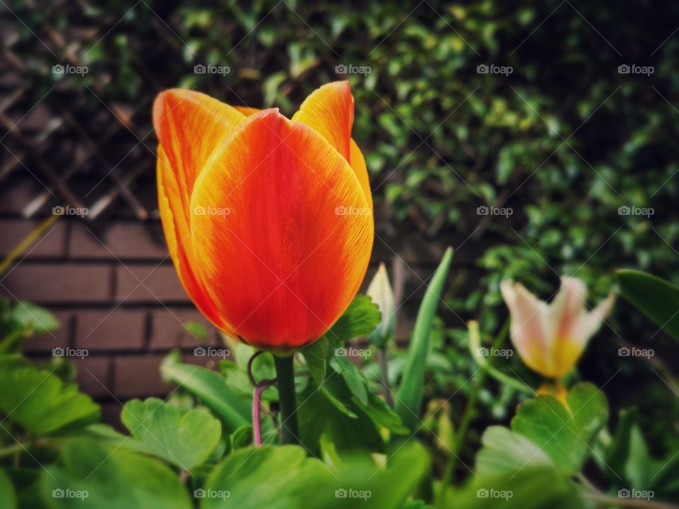 Spring in my garden. Fiery tulip in bloom. Tulipa Flamboyant.