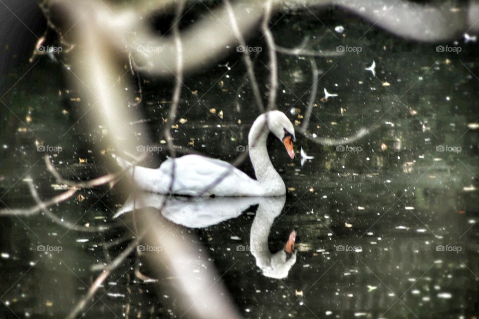 Swan Lake