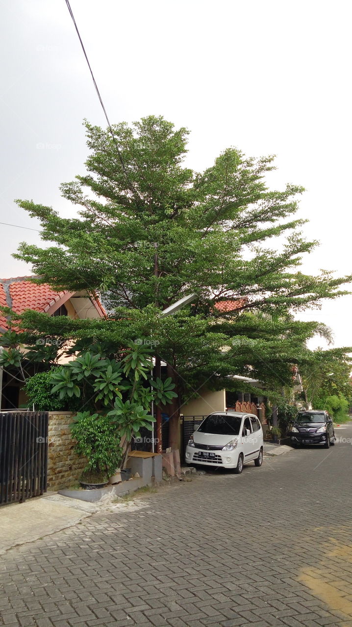 the umbrella tree