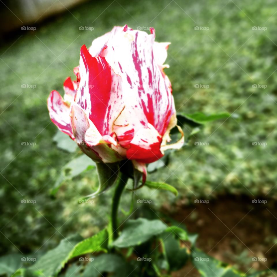 🌹 🇺🇸 Very beautiful flowers to brighten our day.  Live nature and its beauty. Did you like the delicate petals? / 🇧🇷 Flores muito bonitas para alegrar nosso dia. Viva a natureza e sua beleza. Gostaram das pétalas delicadas? 