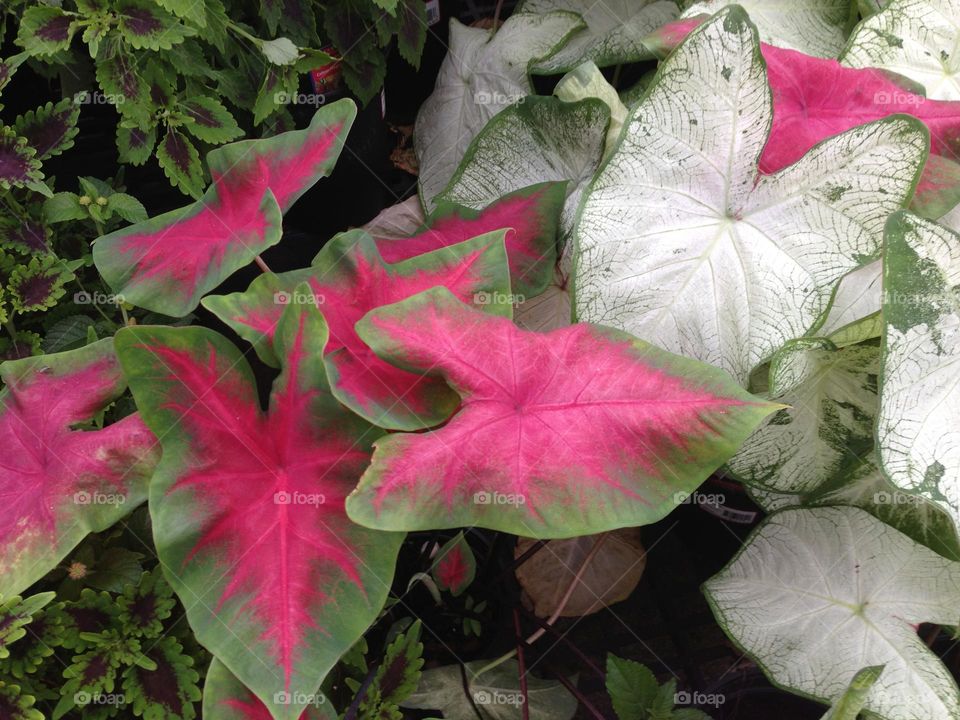 Magenta caladiums.