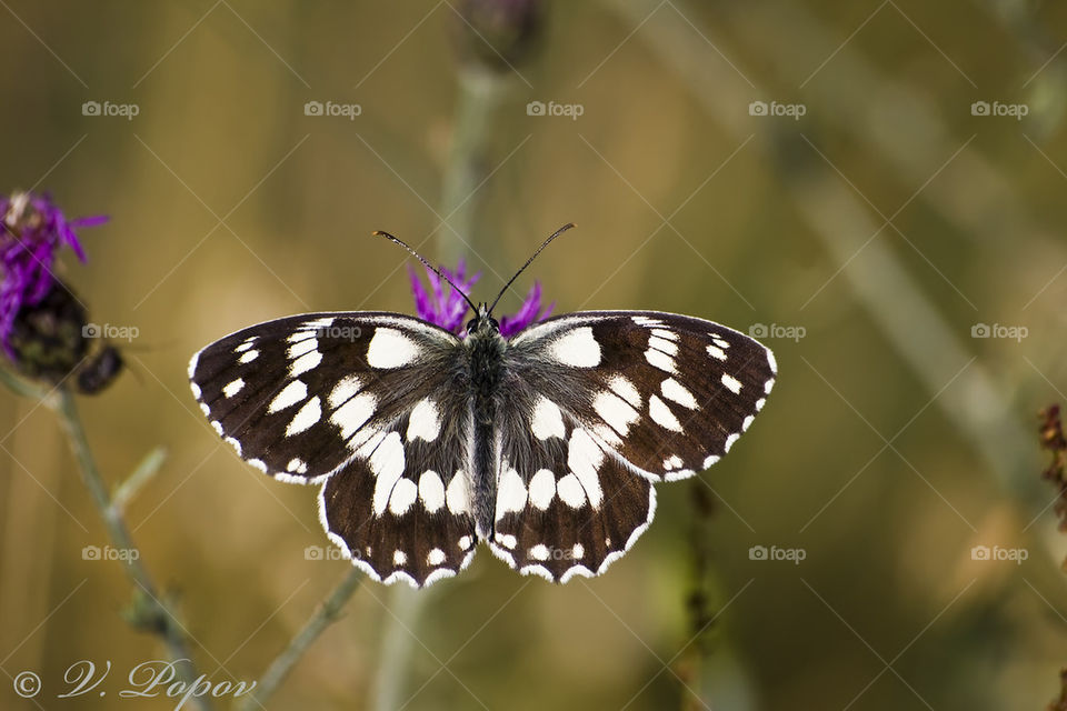 Marbled white