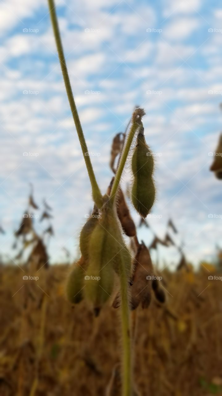fuzzy soybean