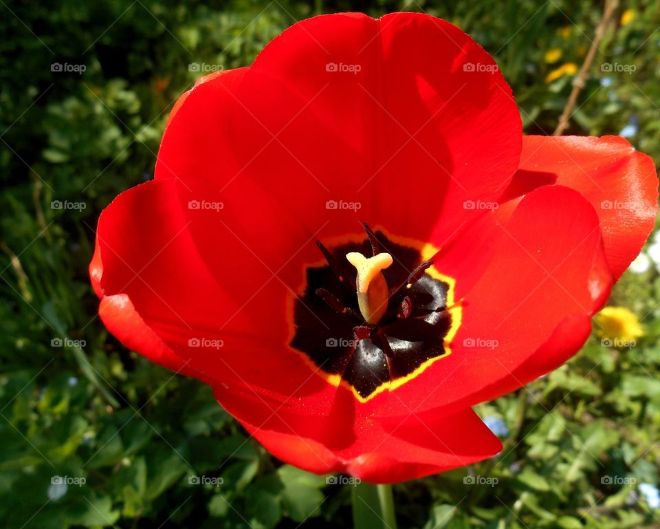 Close-up of red flower