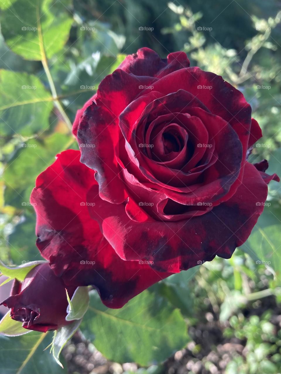 🌹 🇺🇸 Very beautiful flowers to brighten our day.  Live nature and its beauty. Did you like the delicate petals? / 🇧🇷 Flores muito bonitas para alegrar nosso dia. Viva a natureza e sua beleza. Gostaram das pétalas delicadas? 