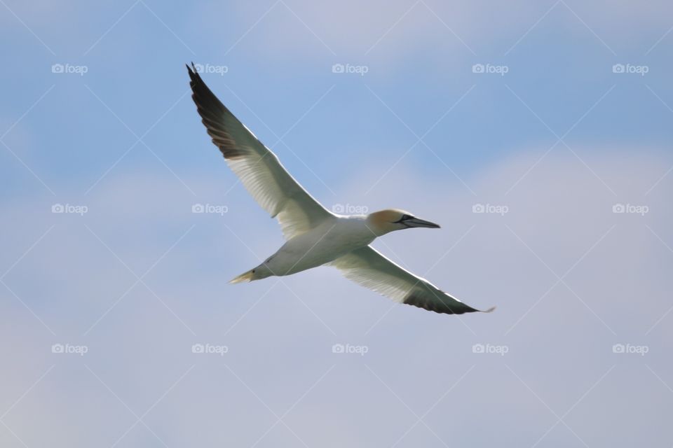 Gannet