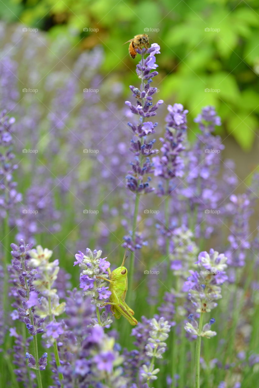 Honeybee and grasshopper working their way through the lavender blooms.