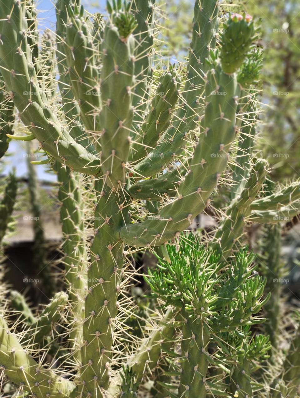 Cactus