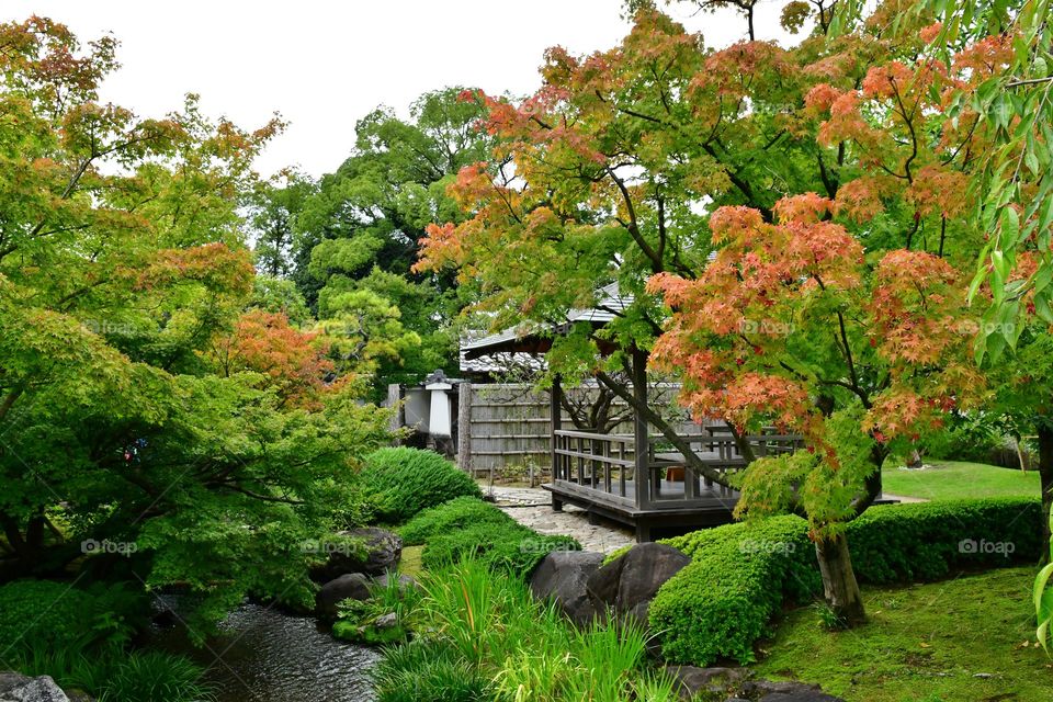 Fall in Japan