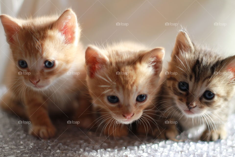 Front view of three kittens