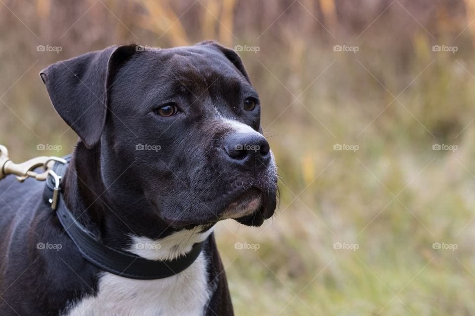 Portrait of beautiful puppy dog in autumn , American Staffordshire terrier, porträtt hund Amstaff valp höst 