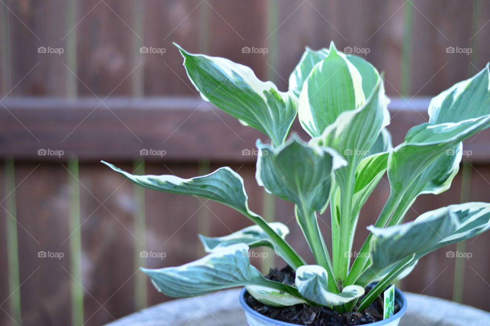 Hasta minuteman green white leaves bokeh