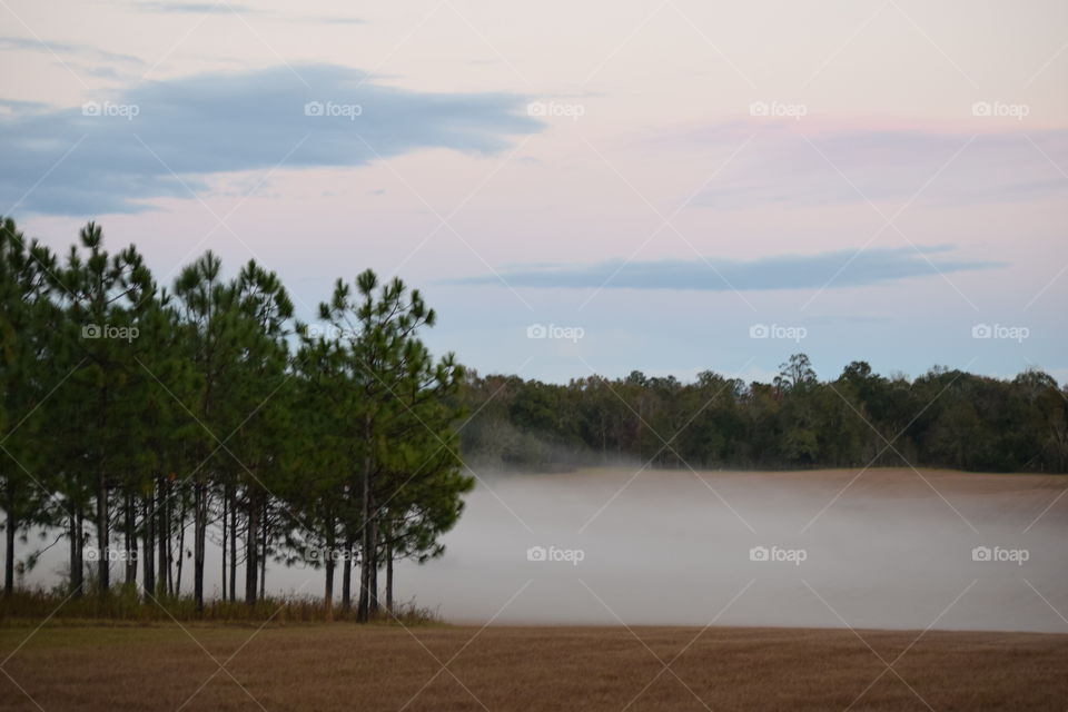 Scenic view of forest in foggy weather