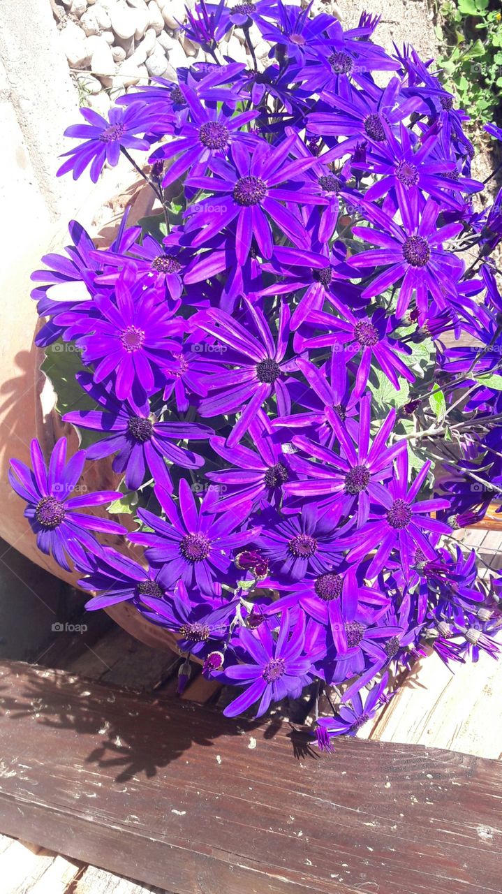 violet flowers