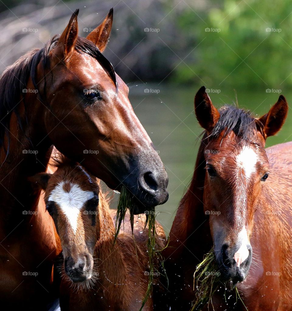 Wild Mare and Her Sons