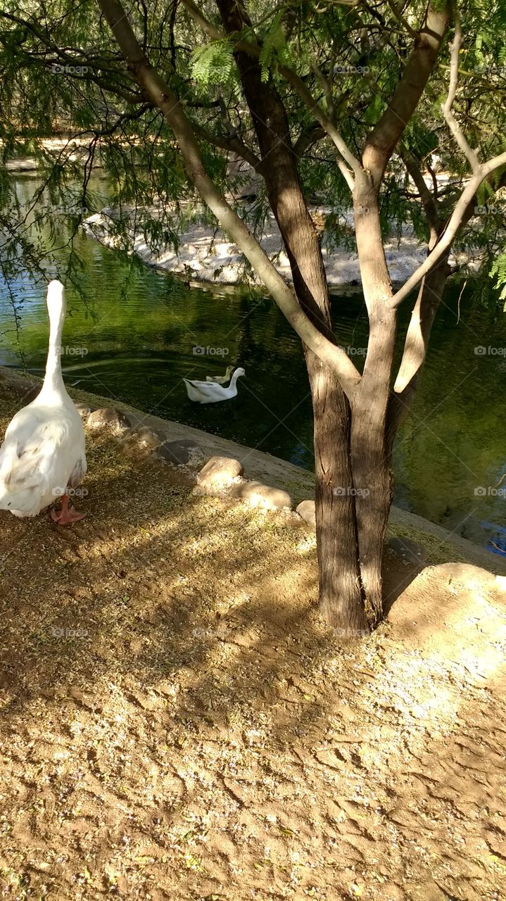 Patos en el parque ecológico de Sonora