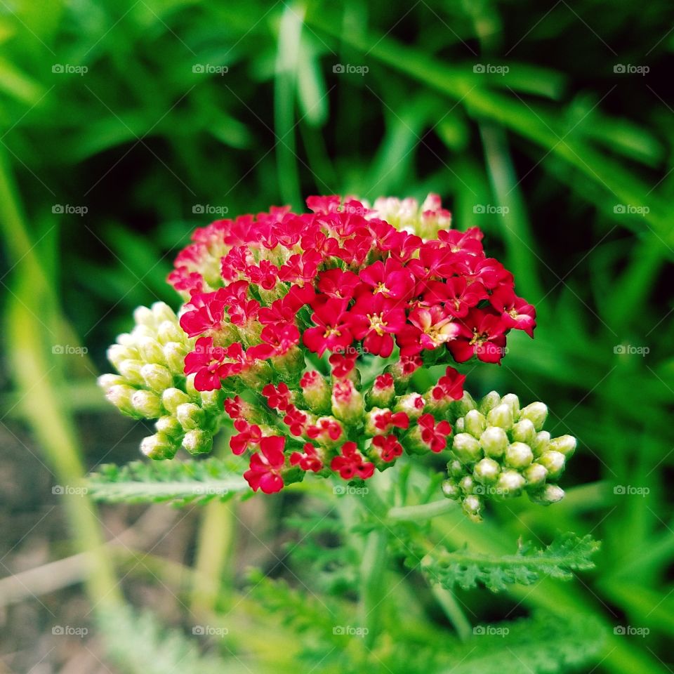 red prince flowers