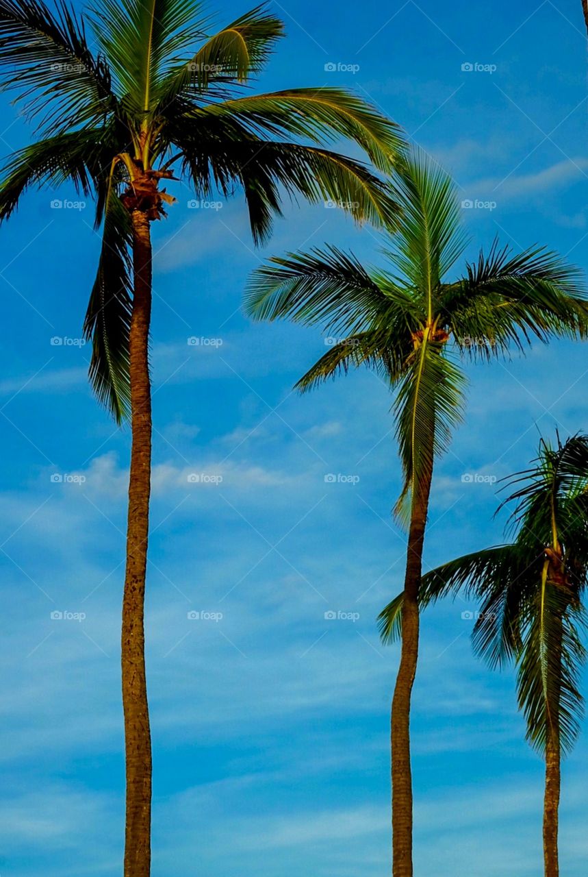 Palm Trees Lining The Shoreline Of Puerto Rico