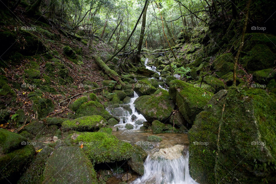 nature tree water forest by swordfish