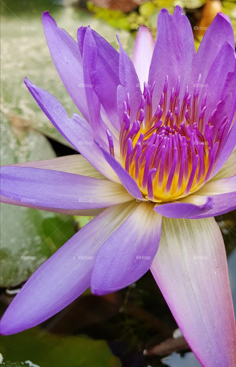 purple lotus flower!