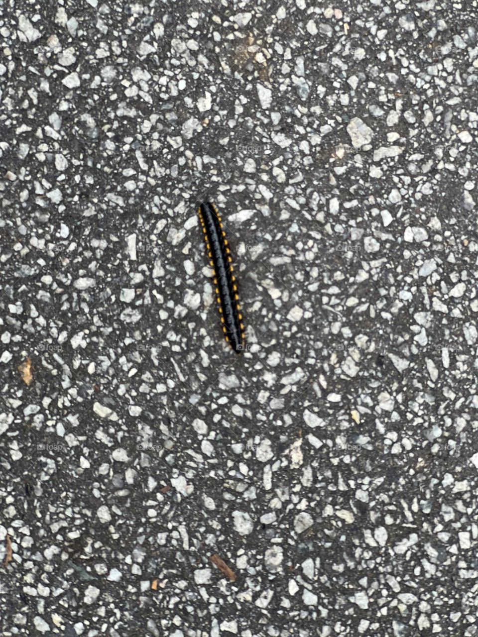 Nature land and bugs 