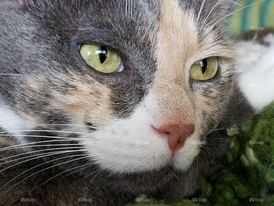 Kitty Cat Up Close