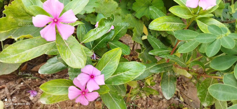 beautiful flowers in the garden