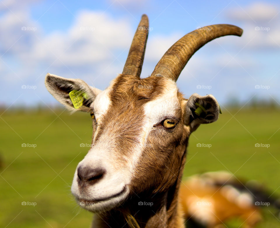 Portrait of a goat at a farm.