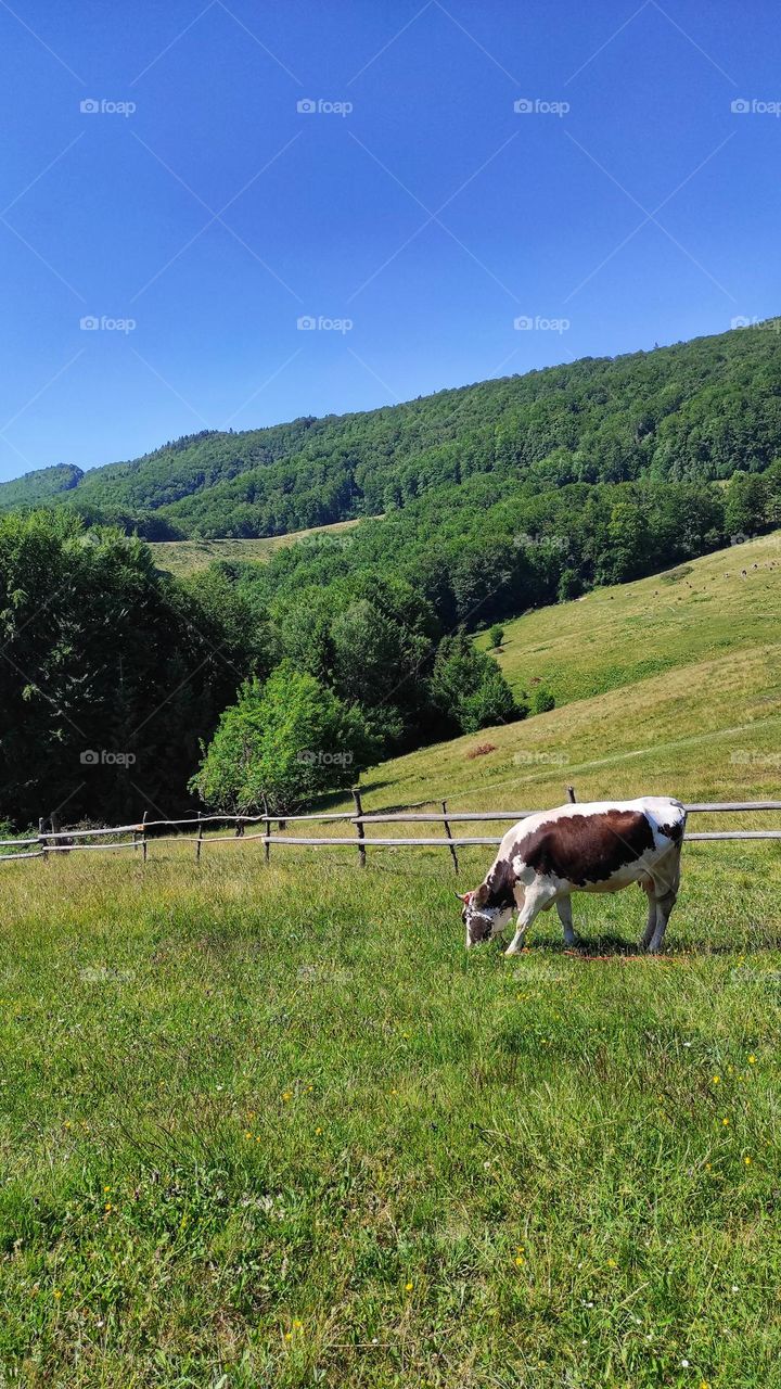 White-brown cow eats grass in a meadow in the mountains
