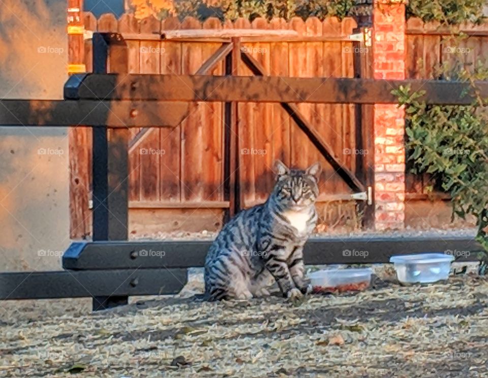 Stray Tabby Cat