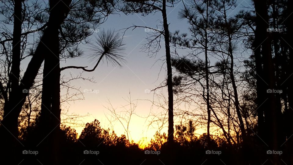 Evening in the pines