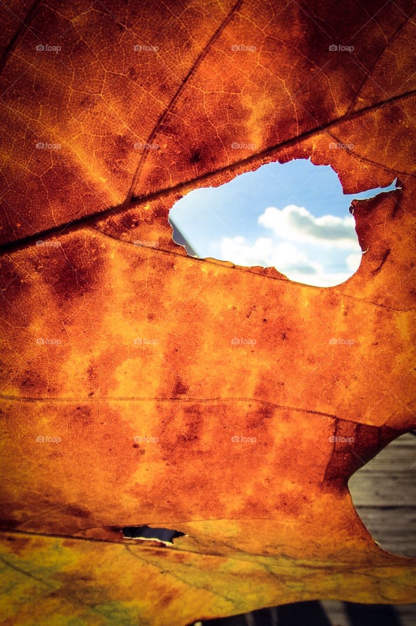 Orange leaf with blue sky hole - Blue Orange Mission