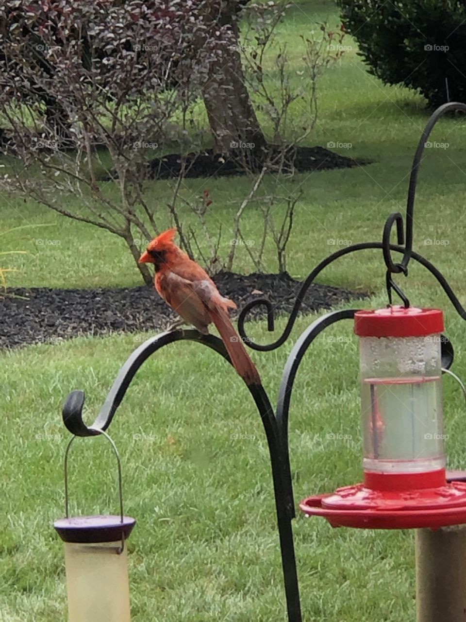 A beautiful Cardinal bird sitting down on a bird feeder snd chirping as the wind blows. 