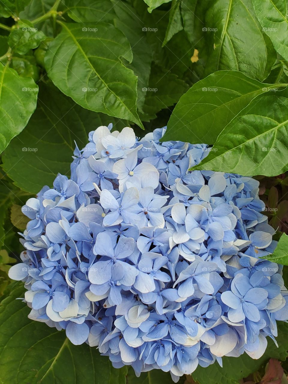 blue hidrangea macrophylla