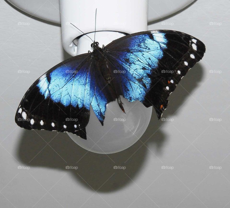 a blue butterfly on the lamp