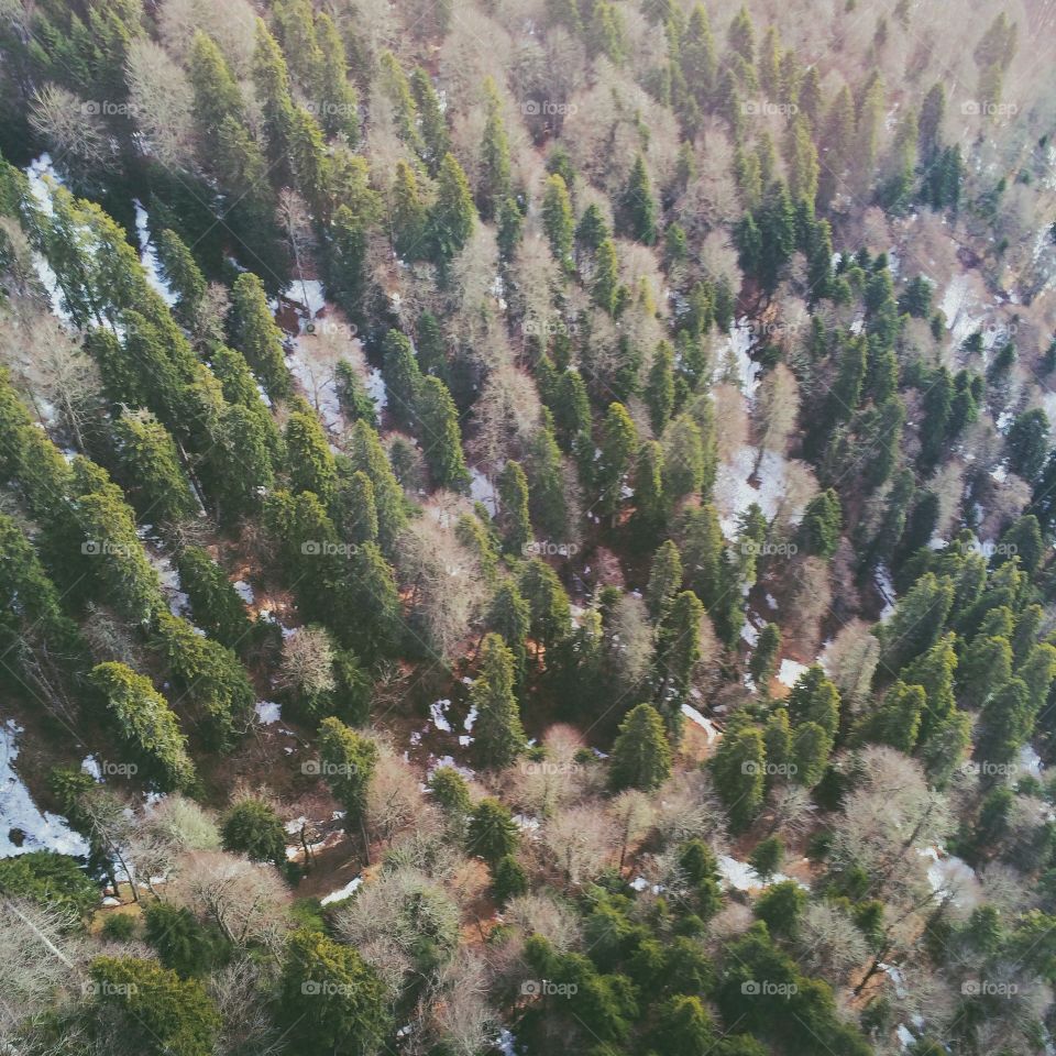 Forest Sochi
